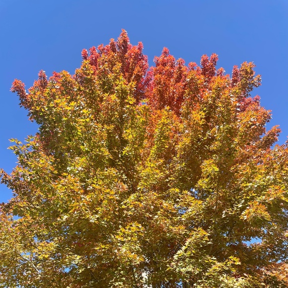 Meet your Posher, Maru - Picture 1 of 1